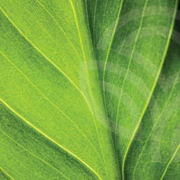 Flytande klorofyll (Flytande klorofyll) NSP oral lösning