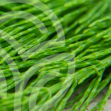 Komplex av åkerfräken och rosmarin 100 kapslar